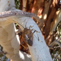 Poecilometis strigatus at Molonglo Valley, ACT - 2 Oct 2017