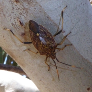 Poecilometis strigatus at Molonglo Valley, ACT - 2 Oct 2017