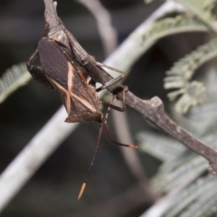 Mictis profana (Crusader Bug) at Umbagong District Park - 17 Feb 2019 by Alison Milton