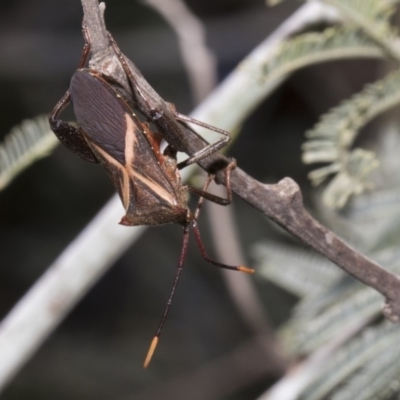 Mictis profana (Crusader Bug) at Umbagong District Park - 17 Feb 2019 by Alison Milton
