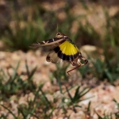 Gastrimargus musicus (Yellow-winged Locust or Grasshopper) at Amaroo, ACT - 6 Feb 2019 by DPRees125