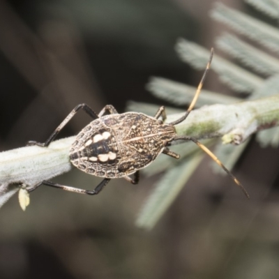 Poecilometis sp. (genus) (A Gum Tree Shield Bug) at Umbagong District Park - 17 Feb 2019 by AlisonMilton