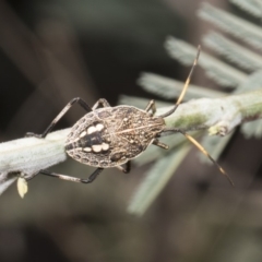 Poecilometis sp. (genus) (A Gum Tree Shield Bug) at Macgregor, ACT - 17 Feb 2019 by AlisonMilton