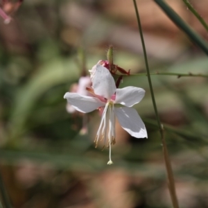 Oenothera lindheimeri at Latham, ACT - 17 Feb 2019 01:41 PM