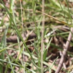 Oenothera lindheimeri at Latham, ACT - 17 Feb 2019 01:41 PM