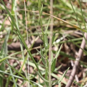 Oenothera lindheimeri at Latham, ACT - 17 Feb 2019 01:41 PM