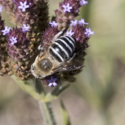 Amegilla (Zonamegilla) asserta (Blue Banded Bee) at Latham, ACT - 17 Feb 2019 by AlisonMilton