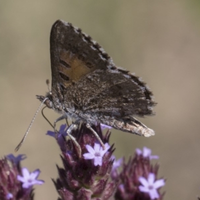 Lucia limbaria (Chequered Copper) at Latham, ACT - 17 Feb 2019 by Alison Milton