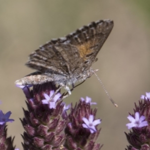 Lucia limbaria at Latham, ACT - 17 Feb 2019 12:02 PM