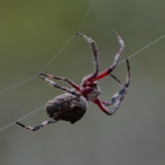 Hortophora sp. (genus) (Garden orb weaver) at Mulligans Flat - 5 Feb 2019 by DPRees125