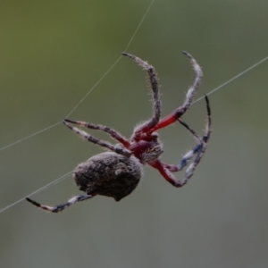 Hortophora sp. (genus) at Amaroo, ACT - 5 Feb 2019 12:38 PM