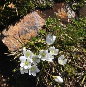 Gentianella muelleriana subsp. alpestris at Mt Kosciuszko Summit - 10 Feb 2019 03:27 PM