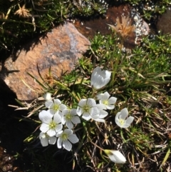 Gentianella muelleriana subsp. alpestris (Mueller's Snow-gentian) at Kosciuszko National Park - 10 Feb 2019 by BronClarke