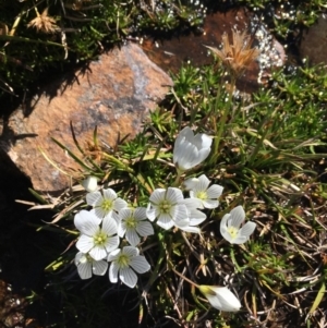 Gentianella muelleriana subsp. alpestris at Mt Kosciuszko Summit - 10 Feb 2019