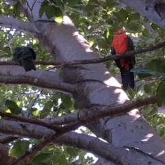 Alisterus scapularis (Australian King-Parrot) at Hughes, ACT - 17 Feb 2019 by KL