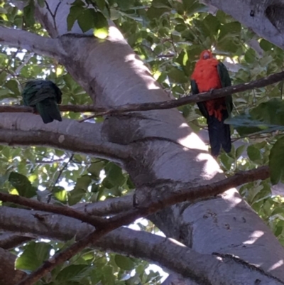 Alisterus scapularis (Australian King-Parrot) at Hughes, ACT - 17 Feb 2019 by KL