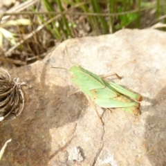 Gastrimargus musicus (Yellow-winged Locust or Grasshopper) at National Arboretum Woodland - 27 Dec 2017 by AndyRussell