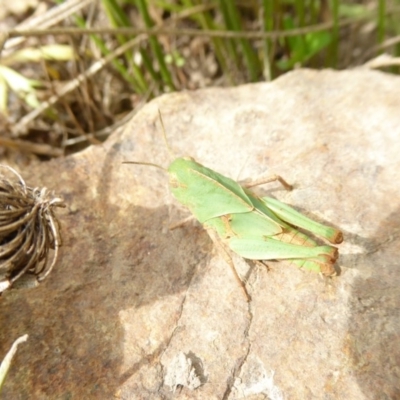 Gastrimargus musicus (Yellow-winged Locust or Grasshopper) at Molonglo Valley, ACT - 28 Dec 2017 by AndyRussell