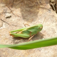 Gastrimargus musicus at Molonglo Valley, ACT - 28 Dec 2017 10:04 AM