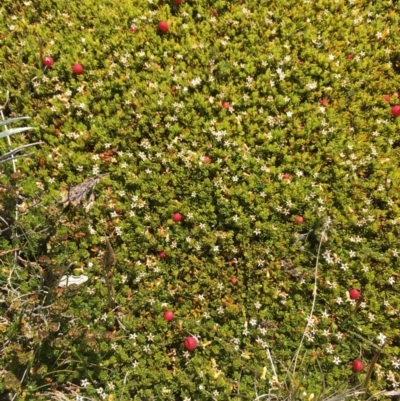 Pentachondra pumila (Carpet Heath) at Kosciuszko, NSW - 10 Feb 2019 by BronClarke