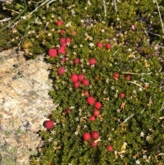 Pentachondra pumila at Kosciuszko, NSW - 10 Feb 2019 02:16 PM