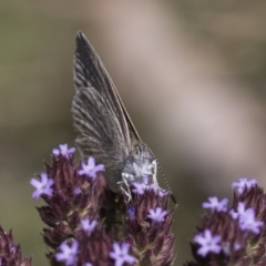 Zizina otis (Common Grass-Blue) at Latham, ACT - 17 Feb 2019 by AlisonMilton