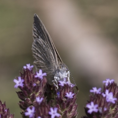 Zizina otis (Common Grass-Blue) at Latham, ACT - 17 Feb 2019 by Alison Milton