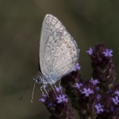 Zizina otis at Latham, ACT - 17 Feb 2019 11:54 AM