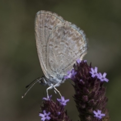 Zizina otis at Latham, ACT - 17 Feb 2019 11:54 AM