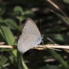 Zizina otis (Common Grass-Blue) at Fyshwick, ACT - 5 Feb 2019 by Alison Milton