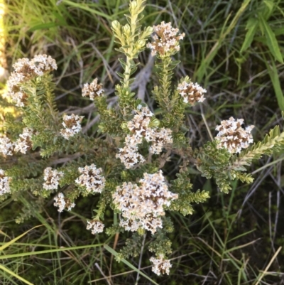 Ozothamnus alpinus (Alpine Everlasting) at Kosciuszko National Park, NSW - 10 Feb 2019 by BronClarke