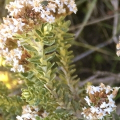 Ozothamnus alpinus at Kosciuszko National Park, NSW - 10 Feb 2019