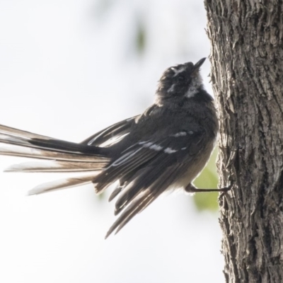 Rhipidura albiscapa (Grey Fantail) at Fyshwick, ACT - 6 Feb 2019 by AlisonMilton