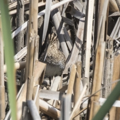 Gallinago hardwickii (Latham's Snipe) at Fyshwick, ACT - 5 Feb 2019 by Alison Milton