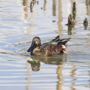 Spatula rhynchotis at Fyshwick, ACT - 6 Feb 2019