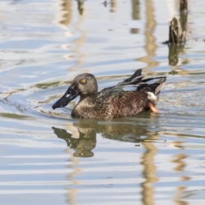 Spatula rhynchotis at Fyshwick, ACT - 6 Feb 2019 10:16 AM