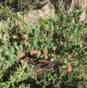 Pimelea ligustrina subsp. ciliata at Kosciuszko National Park, NSW - 10 Feb 2019