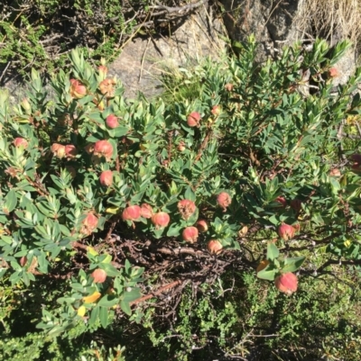 Pimelea ligustrina subsp. ciliata at Kosciuszko National Park, NSW - 10 Feb 2019 by BronClarke