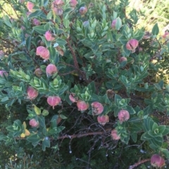 Pimelea ligustrina subsp. ciliata at Kosciuszko National Park, NSW - 10 Feb 2019