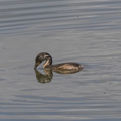 Tachybaptus novaehollandiae (Australasian Grebe) at Fyshwick, ACT - 6 Feb 2019 by AlisonMilton