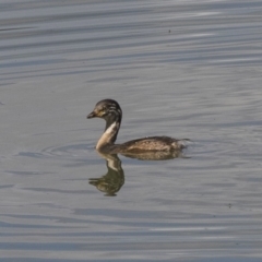 Tachybaptus novaehollandiae at Fyshwick, ACT - 6 Feb 2019 10:48 AM