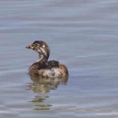 Tachybaptus novaehollandiae at Fyshwick, ACT - 6 Feb 2019