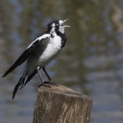 Grallina cyanoleuca (Magpie-lark) at Fyshwick, ACT - 6 Feb 2019 by AlisonMilton