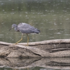 Egretta novaehollandiae (White-faced Heron) at Fyshwick, ACT - 6 Feb 2019 by AlisonMilton