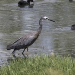 Egretta novaehollandiae at Fyshwick, ACT - 6 Feb 2019 11:23 AM