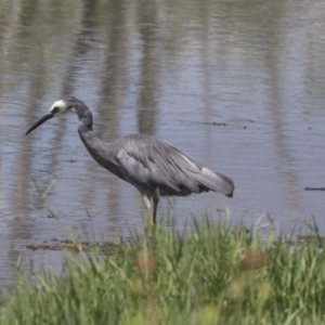 Egretta novaehollandiae at Fyshwick, ACT - 6 Feb 2019