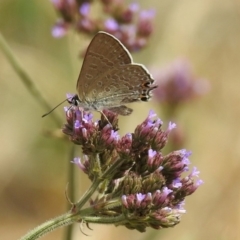 Jalmenus icilius (Amethyst Hairstreak) at Pine Island to Point Hut - 18 Feb 2019 by RodDeb