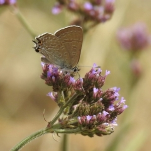 Jalmenus icilius at Greenway, ACT - 18 Feb 2019