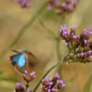 Jalmenus icilius at Greenway, ACT - 18 Feb 2019 01:13 PM