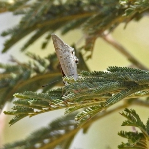 Jalmenus icilius at Greenway, ACT - 18 Feb 2019 01:13 PM